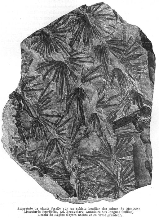 Empreinte de plante fossile sur un schiste houiller des mines du Montceau